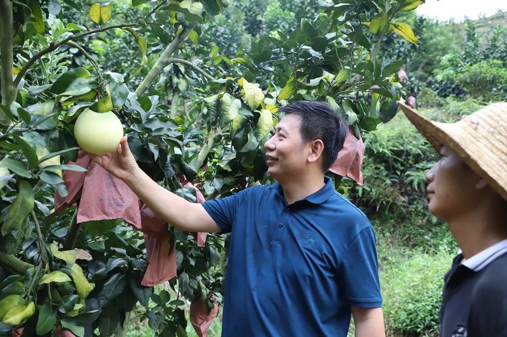 好义镇电商服务站"康盈种养农民专业合作社,是一家专业经营紫金特产