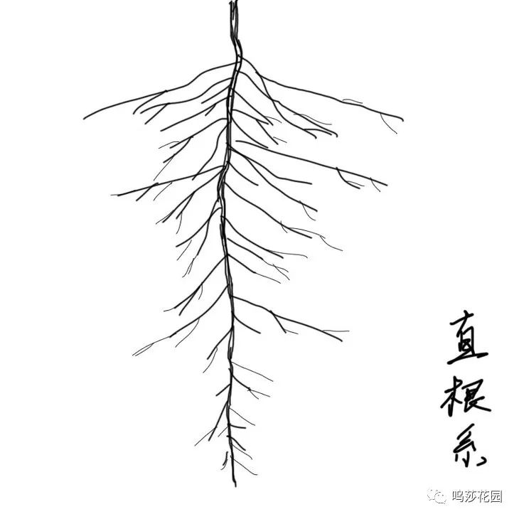 多肉的根系与花盆的选择_须根