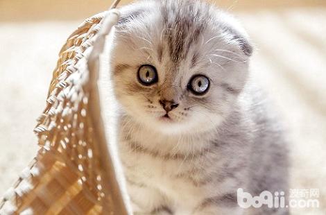 猫咪吃什么容易长大 c388c6763e764743886e8579bd602bd3.jpeg