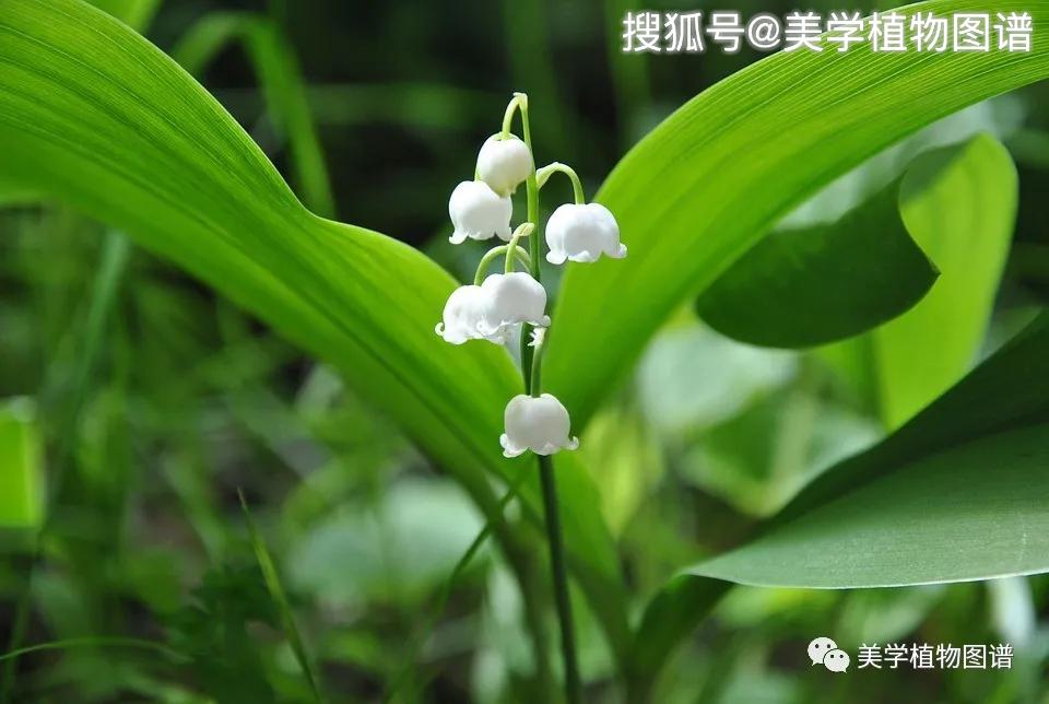 铃兰简谱_我就是那格桑花简谱图片格式(3)