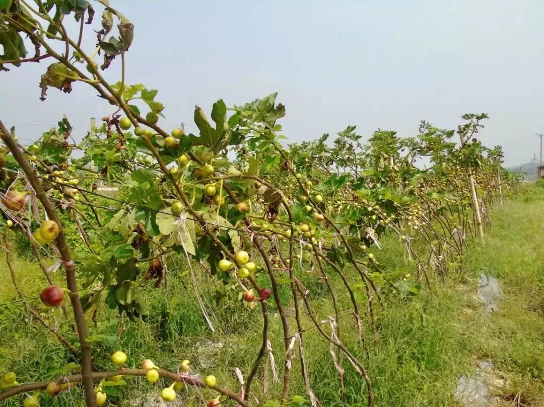 △无花果种植