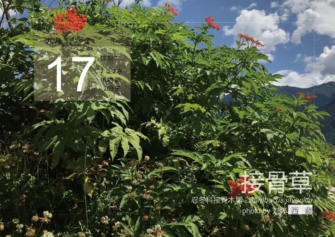 9月17灰薄荷