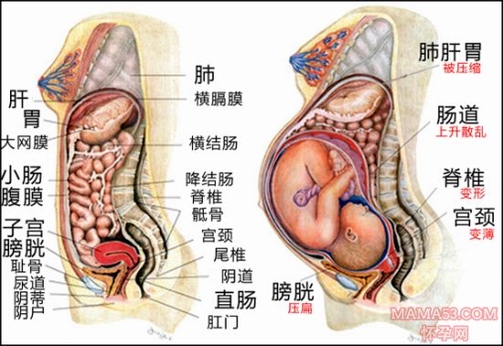 孕期总是胃不舒服,看了这个图解终于明白了