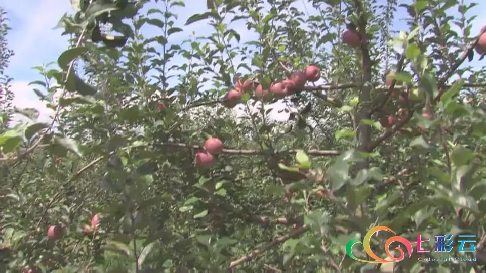 搭上电商快车：鲁甸苹果“红”遍全国