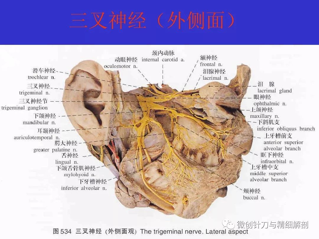 十二对颅神经解剖详解