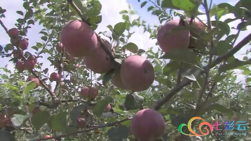 搭上电商快车：鲁甸苹果“红”遍全国