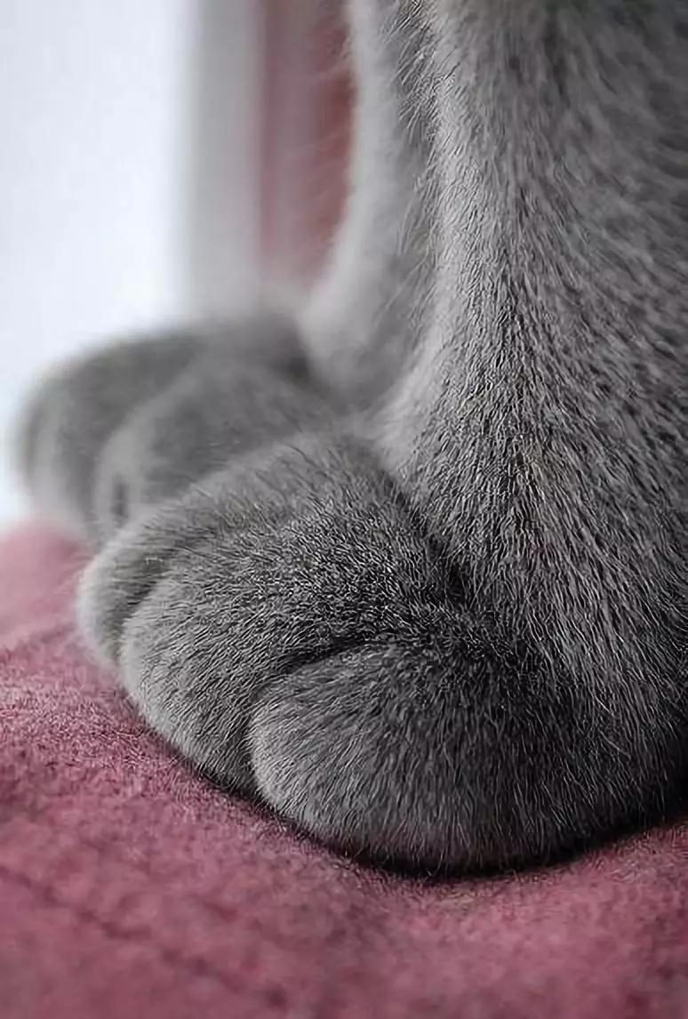 虾握手猜成语_看图猜成语
