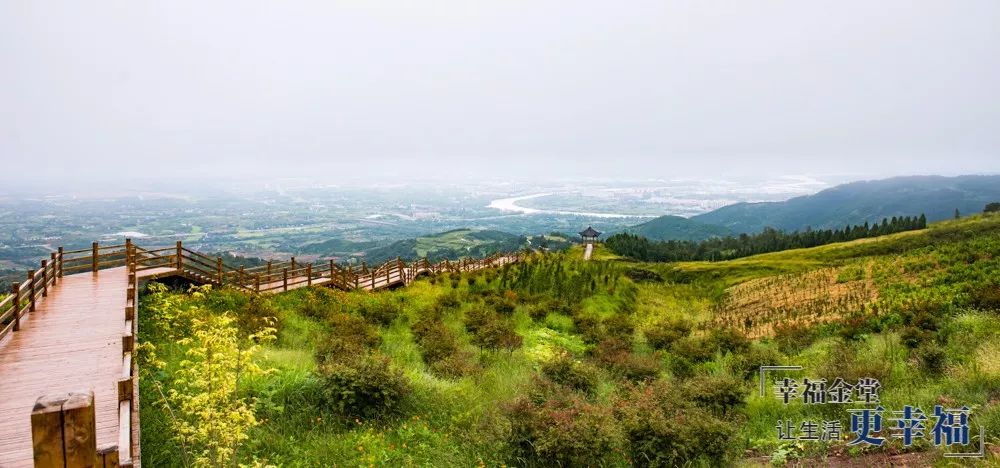 全镇油橄榄种植规模达 2万亩 完成高品质绿化风景树 700亩 龚家山片区