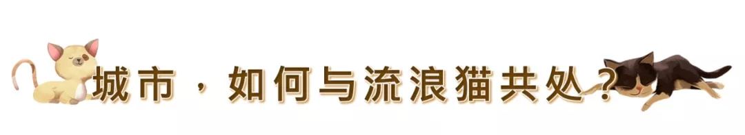 在潮州，它們想要活下去究竟有多災 寵物 第16張