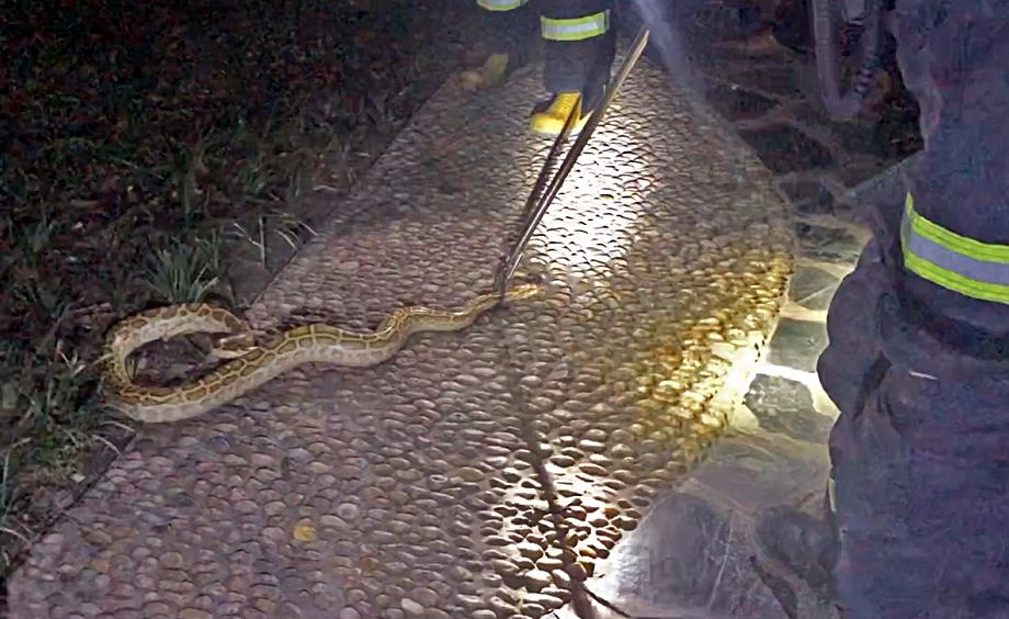 吓人合肥市区路边出现两米长蟒蛇
