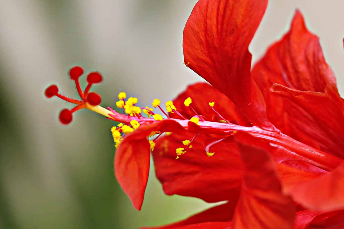 朱槿花开——每叹芳菲四时厌，不知开落有春风