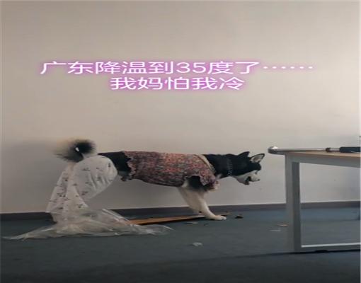 主人經常給二哈穿搭衣服，搞得還有模有樣，網友：看來衛生褲要漲價 寵物 第2張