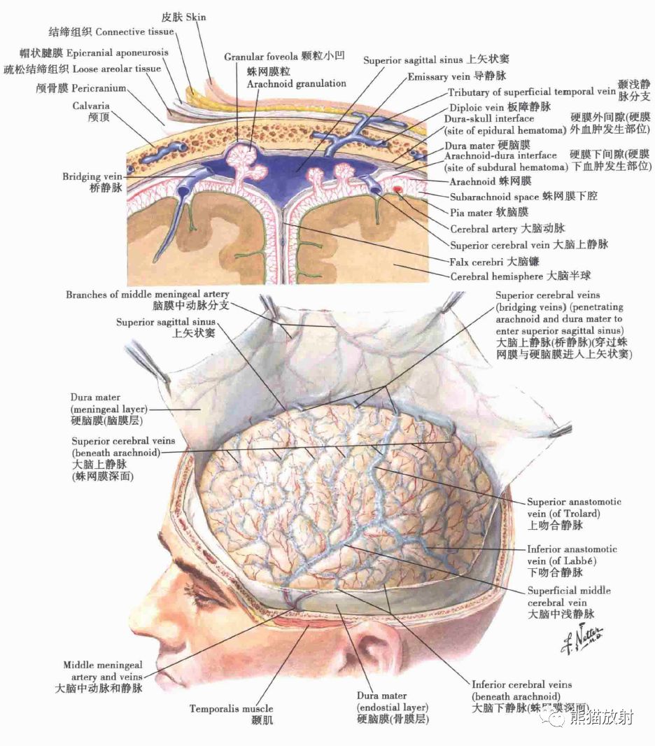 解剖丨脑膜及其血供硬脑膜静脉窦mrv双语