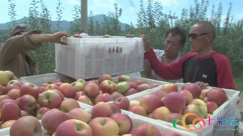 搭上电商快车：鲁甸苹果“红”遍全国