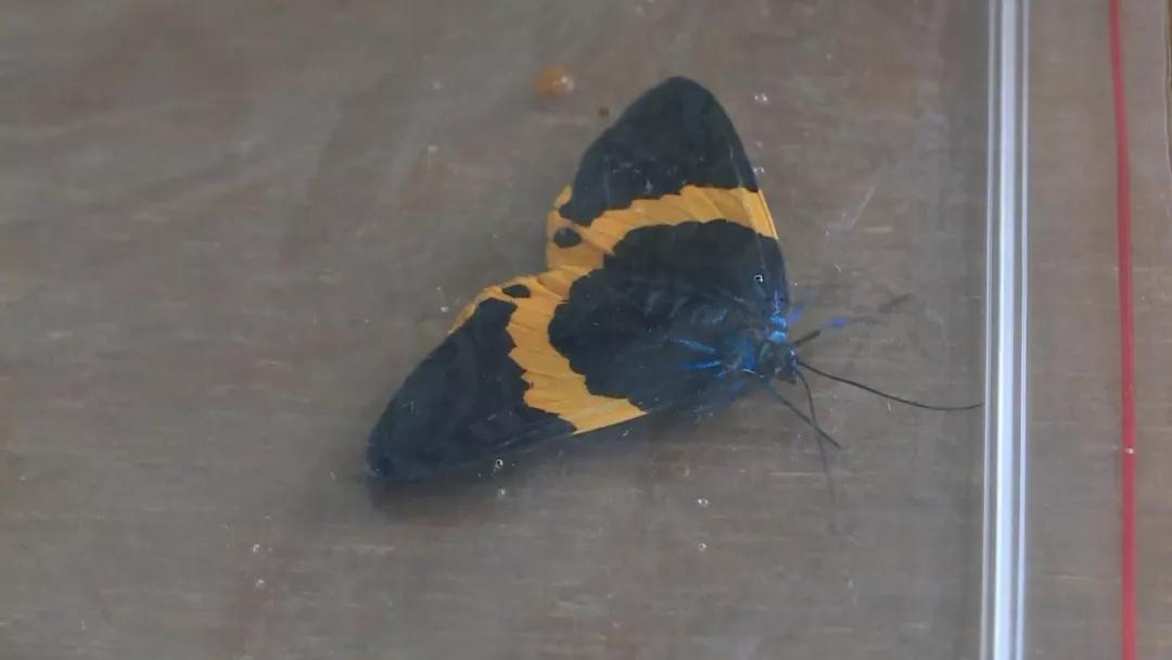 如何变得不怕虫子 0088fbad3b734e5cb043c651f3ccbff3.jpeg