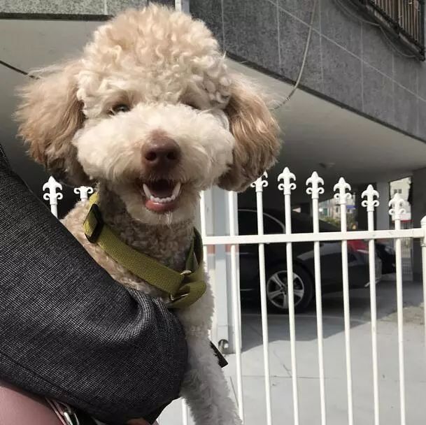 泰迪的智商到底有多高?网友:几乎是无障碍交流