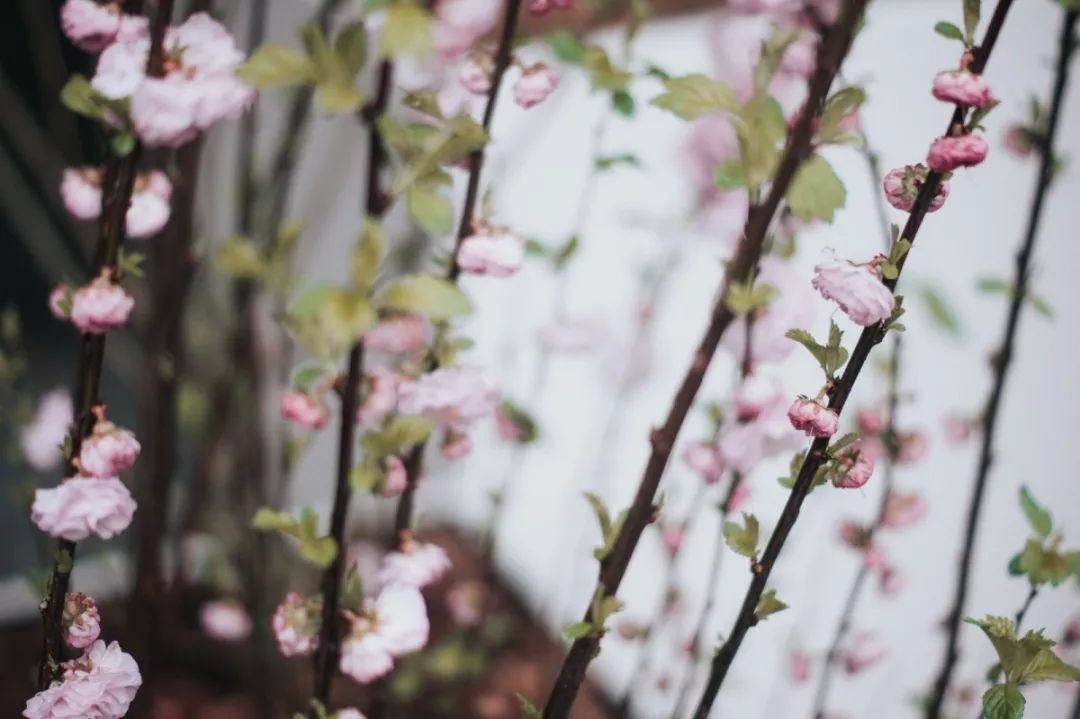 溪行桃花源曲谱_溪行桃花源埙曲谱