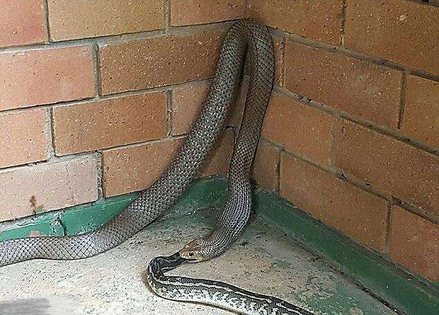 男子早上听见窗户边有声响, 出门看到这个庞然大物