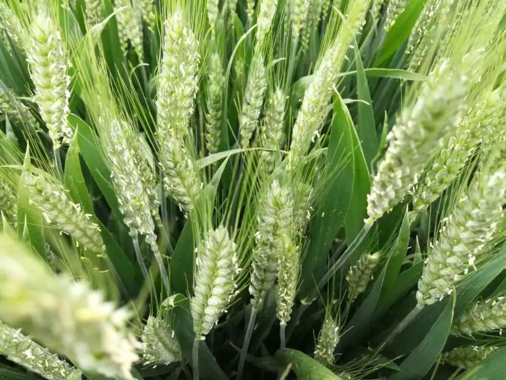 2019年种植什么小麦品种最高产