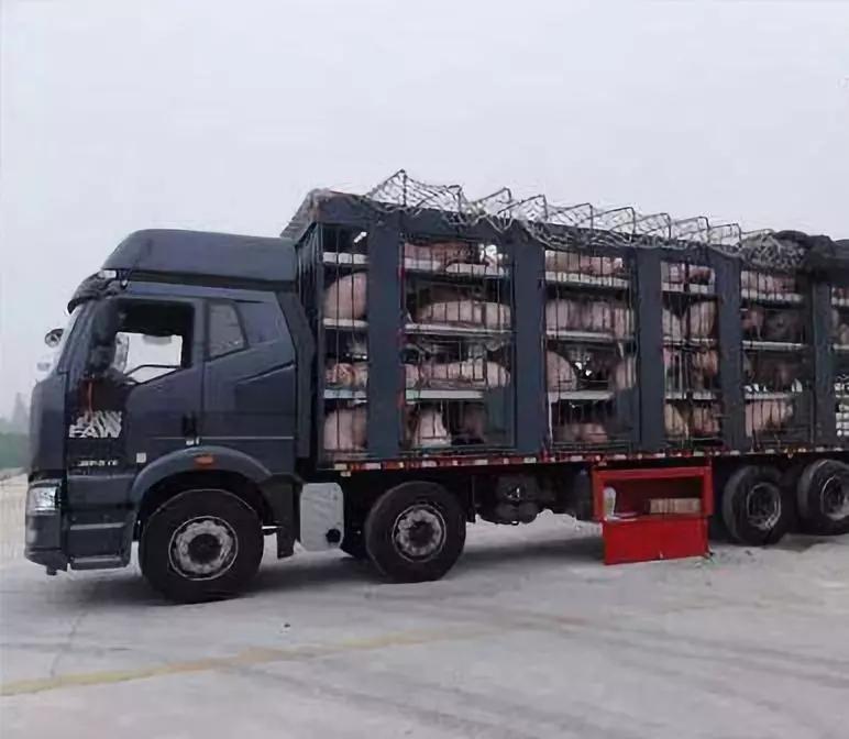 国务院:稳定生猪生产,不得层层加码禁运限运,免