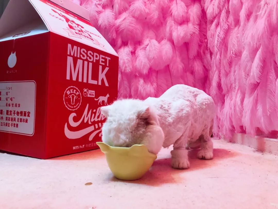 宠大集合,纽约铲屎官们的宠物主子都是什么神