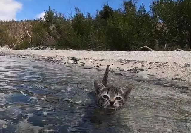 完全就是只个性超难得的爱水猫,让人看了