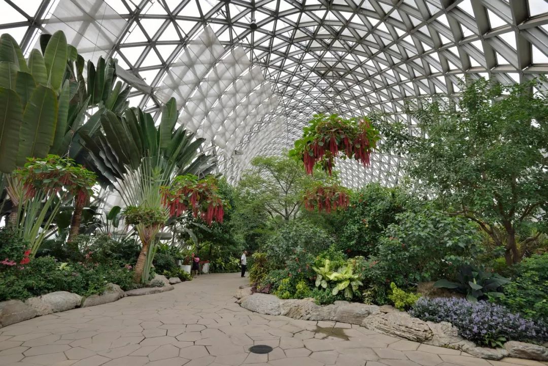 上海辰山植物园一年四季都有植物观赏,即使是冬天,展览温室里也呈现出