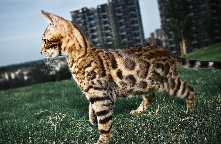 猫的名字寓意 3e97b8d9ff704b28b5a9e21370f9a858.jpeg