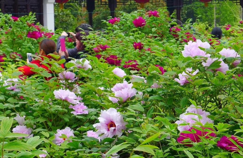 盐城是哪个省的?已传疯,全球聚焦!惊艳了世界