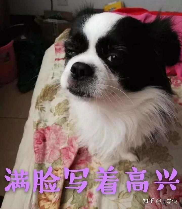 你什麼時候發現，狗狗也在愛著你？ 寵物 第11張