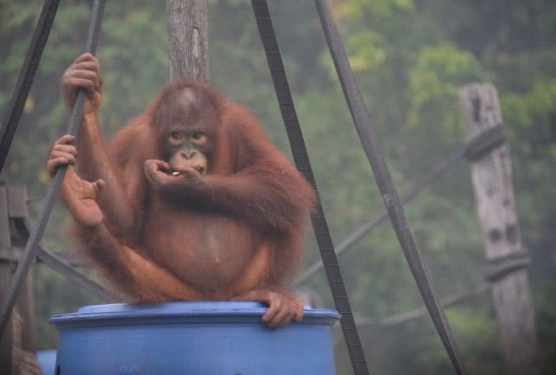 婆罗洲人口数_婆罗洲猩猩