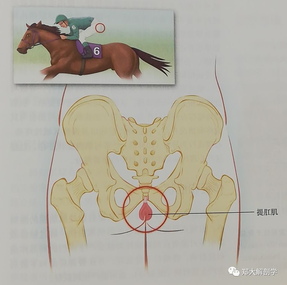 肛提肌综合征可能由骑山地车,骑马等活动时肌肉的反复微创伤引起体征