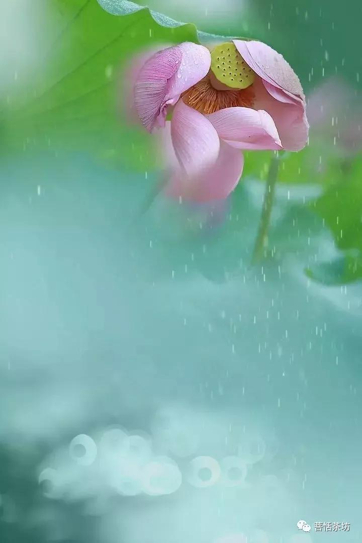 菩恬茶坊‖主人‖生日随笔【母难日】