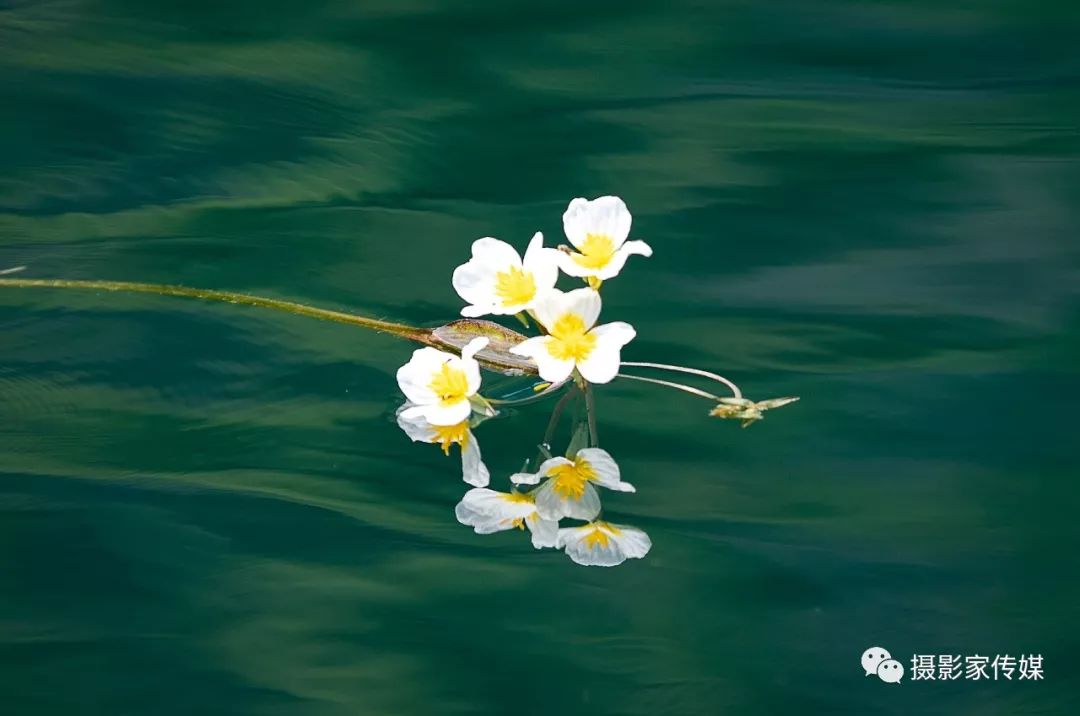 一条会开花的河2019摄影家传媒采风aa团采风归来