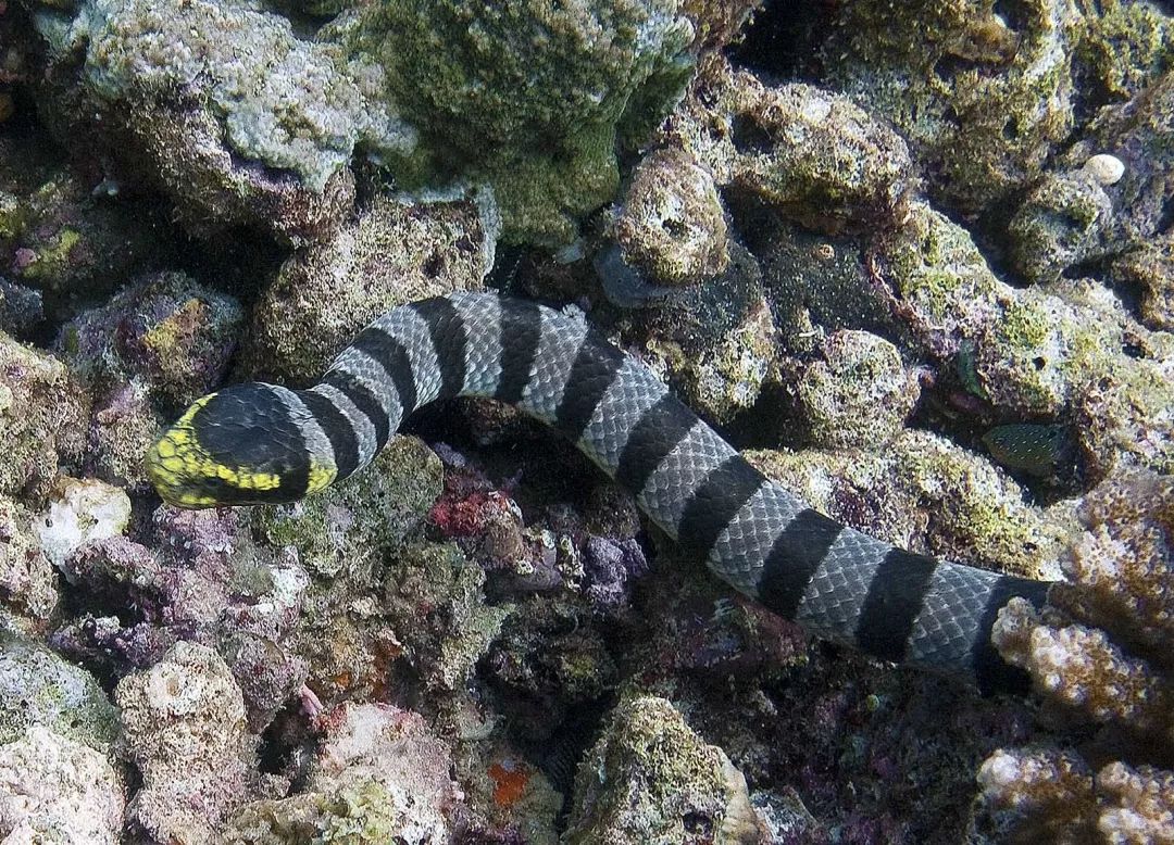 【潜行家-物种】海蛇之谜:巨型海蛇是蛇颈龙吗?