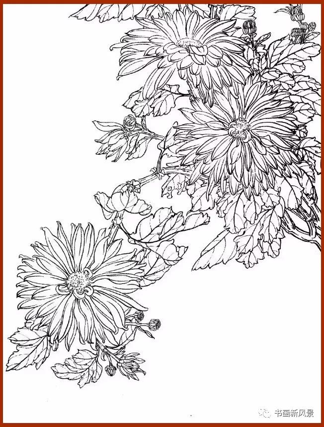 菊花白描画谱有这些资料画菊更绚烂