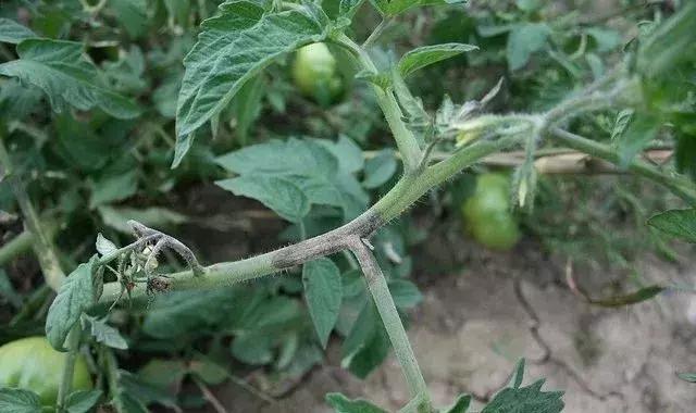 秋茬番茄9种病害高清图解,附防治方法大全