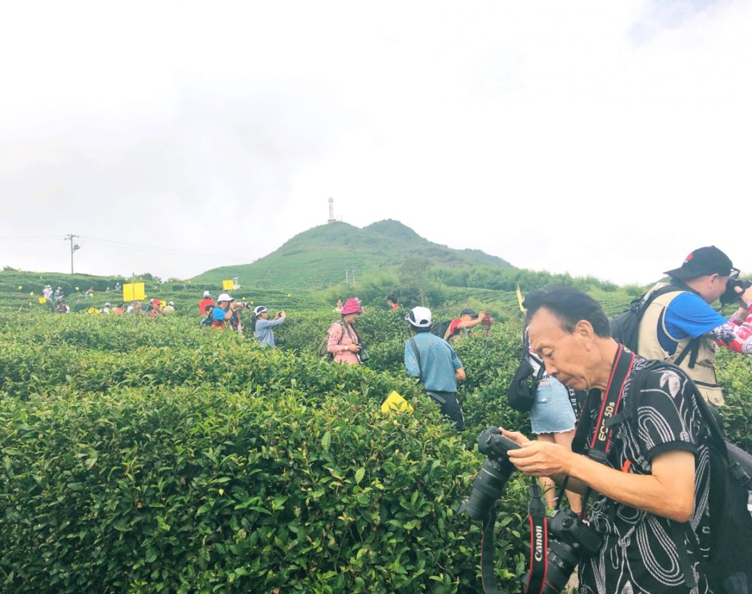 当天,在都匀市螺蛳壳景点,与会嘉宾对螺蛳壳扶贫茶园进行实地观摩