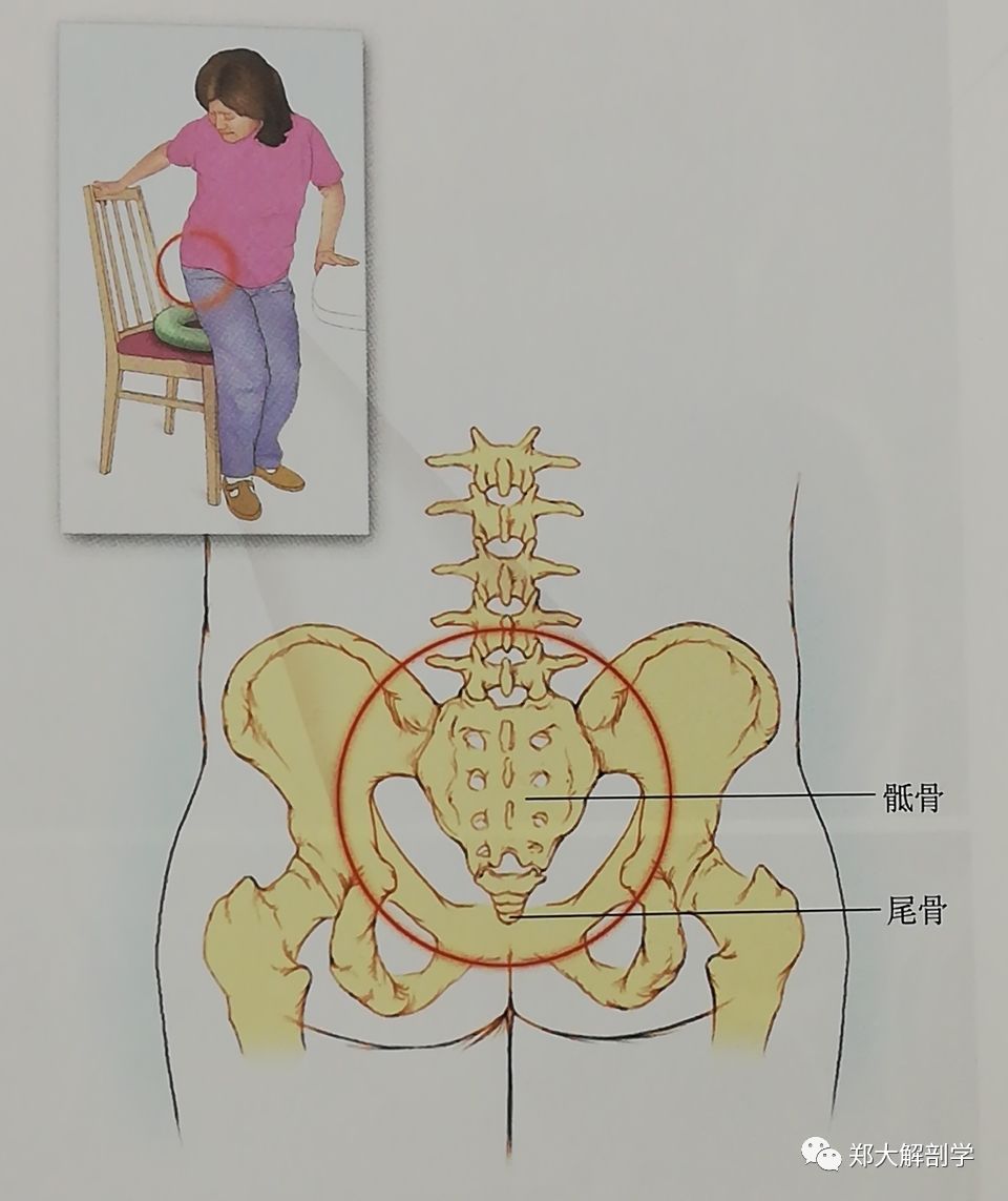 尾骨痛位于尾骨区域,久坐会加重疼痛