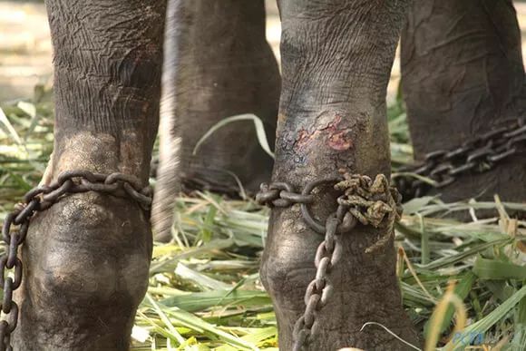 和野生動物自拍，你所不知給它們帶來的傷害 寵物 第21張