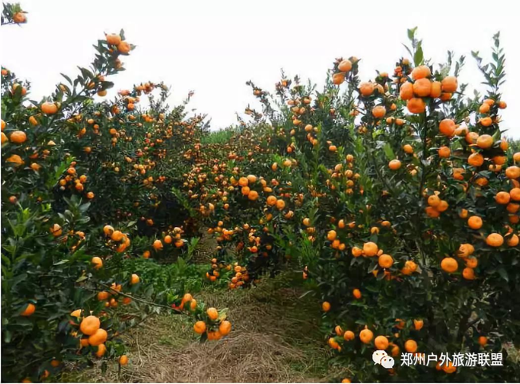 【国庆 橘子熟了】10月5号-6号,船游丹江 橘子园采摘随便吃再送10斤
