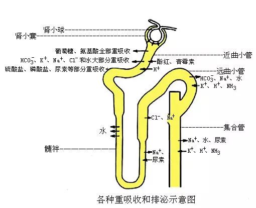 解热镇痛药的药理作用原理是什么_吡唑酮类解热镇痛药(3)
