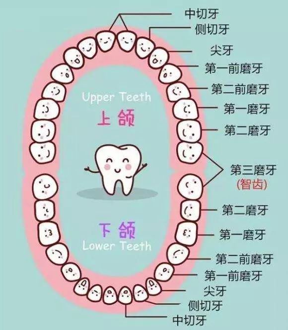 然后在来看看牙齿的种类从外观上看,牙齿由牙冠,牙根及牙颈三部分组成