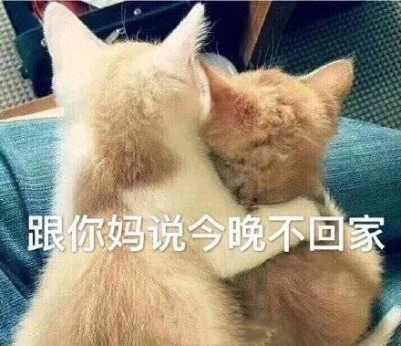 猫咪表情包25张我这一巴掌下棋你可能会死