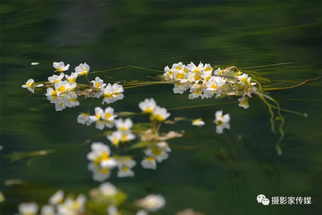 一条会开花的河2019摄影家传媒采风aa团采风归来