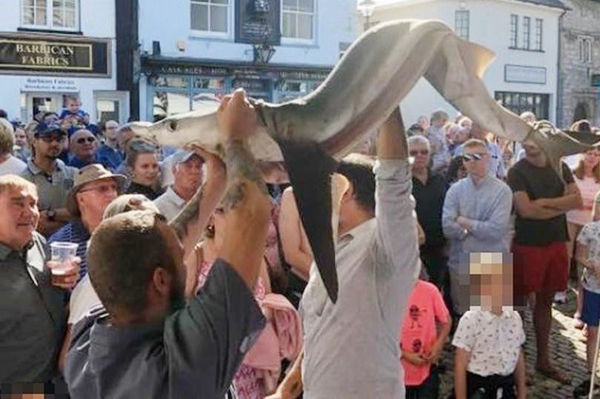 英海鲜节众人举濒危蓝鲨游行示众后烹饪引众怒