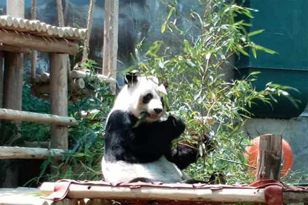 泰国民众黑衣告别“创创”，熊猫伴侣“林惠”独自进食竹叶