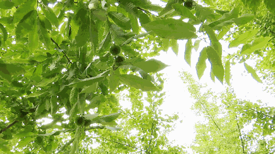 背景 壁纸 绿色 绿叶 树叶 植物 桌面 560_314 gif 动态图 动图