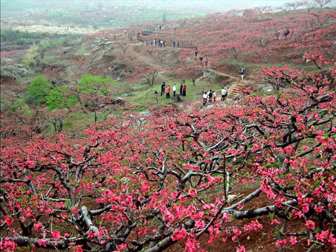 连平中国鹰嘴蜜桃之乡想许你三生三产十里桃花