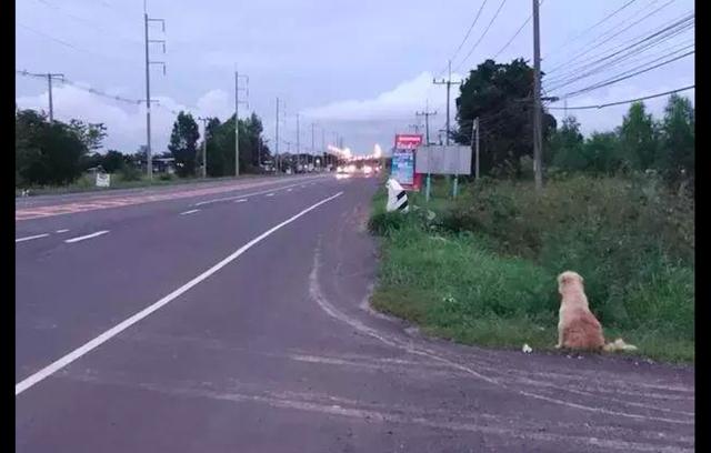 狗狗等了2年的主人再次出現，它卻不願跟他回家了，原因有點感動 寵物 第3張